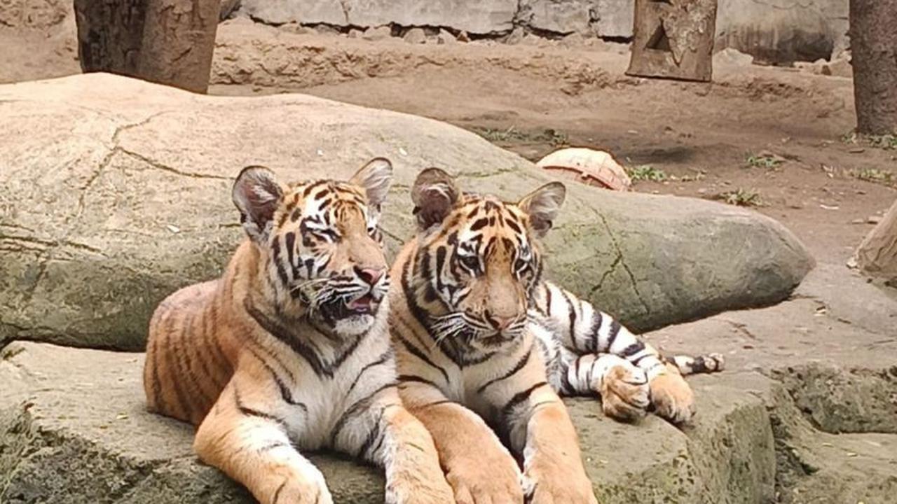 Kemenhut Tingkatkan Biosekuriti Pascakematian Harimau di Bandung Zoo