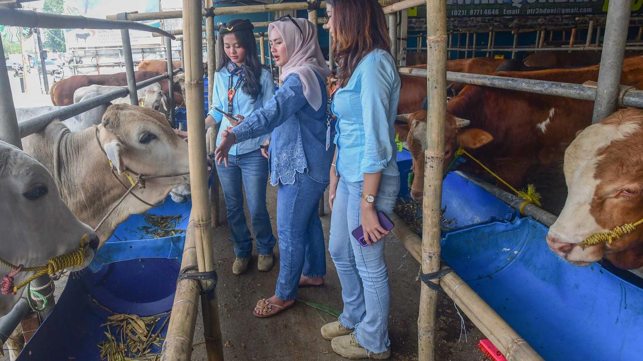 FOTO: SPG Ala Pramugari Curi Perhatian di Lapak Hewan Kurban Depok