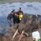 Gajah Indra Mati Usai Berjuang 9 Tahun Lawan Cedera
