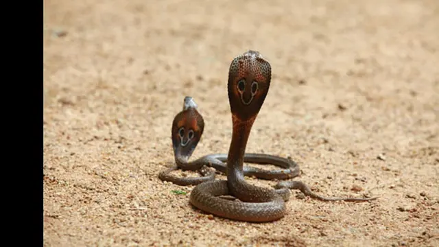 Foto: raxacollective