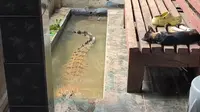 Kisah Coki, Buaya 2 Meter yang Dipelihara di Teras Rumah