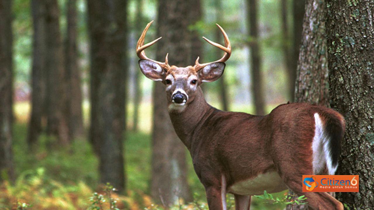 Liburan Akhir Pekan, Yuk ke Penangkaran Rusa Ranca Upas