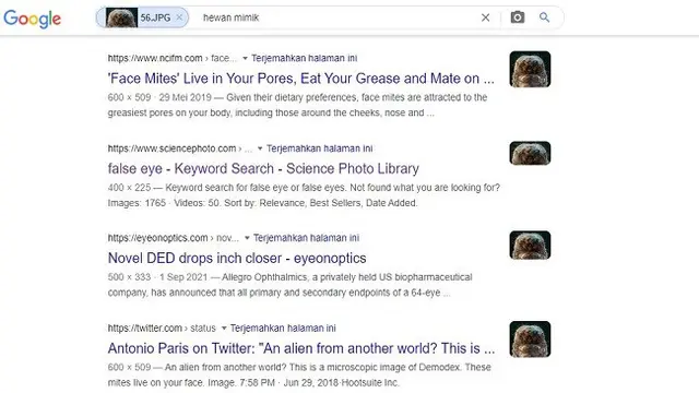 Gambar Tangkapan Layar Penelusuran Foto Menggunakan Google Images.