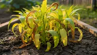 Cara Cegah Tanaman Kangkung Menguning agar Tumbuh Subur dan Sehat