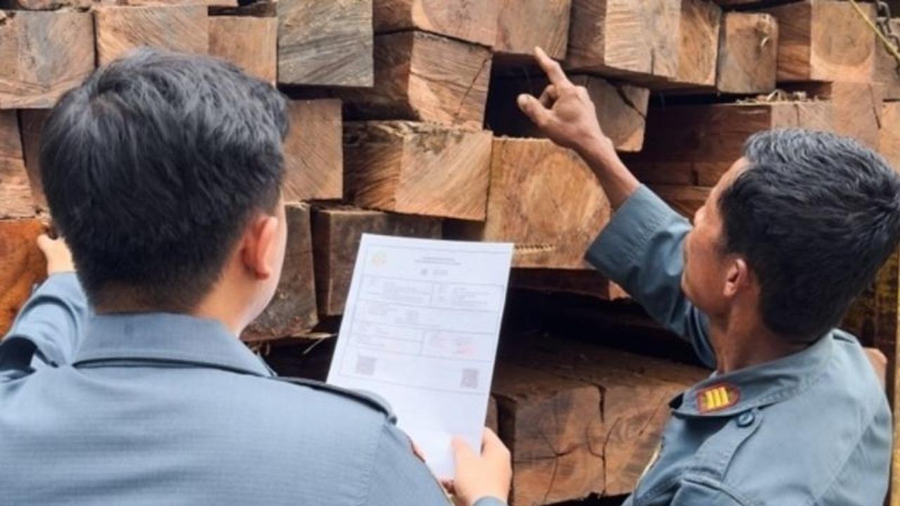Ditjen Gakkum Kementerian Kehutanan Tangkap Pemilik Ratusan Batang Kayu Ilegal di Sulawesi
