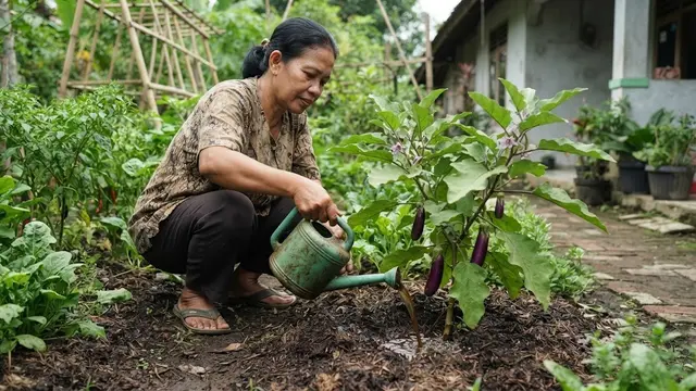 Memberi Pupuk Cair Tanaman Terong