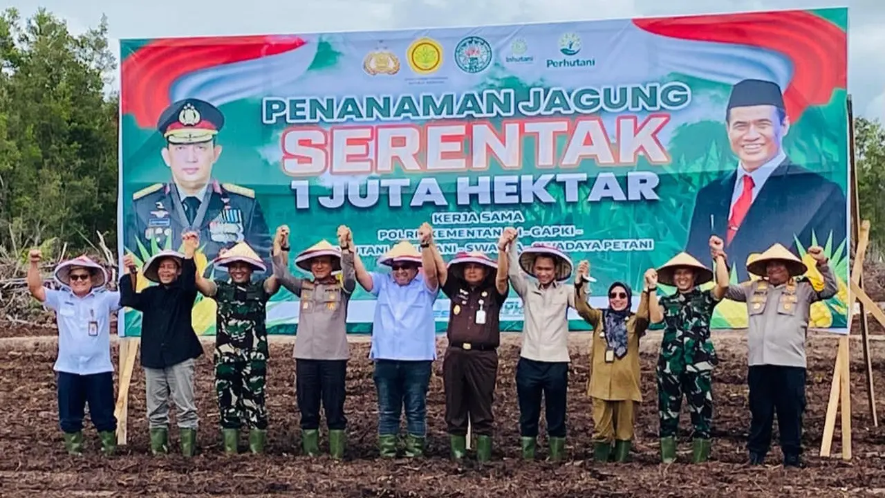 Tanam Jagung Serentak