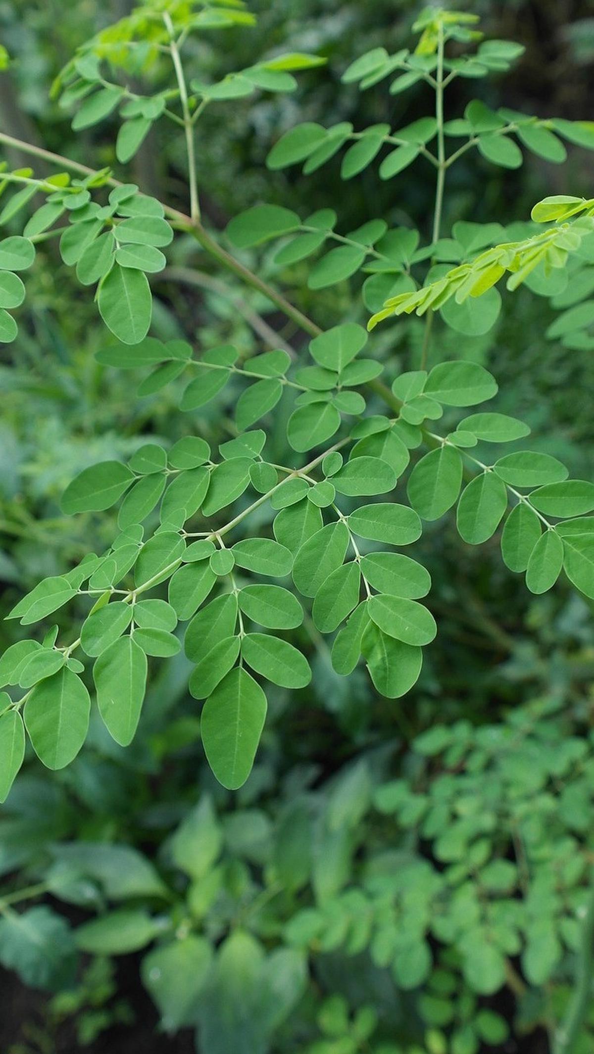 Keajaiban Daun Kelor untuk Vitalitas Pria