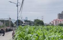 Ternyata di Balik Padatnya Gedung Beton di Jakarta Pusat Masih Ada Kebun Jagung, ini Potretnya Serasa Ada di Pedesaan