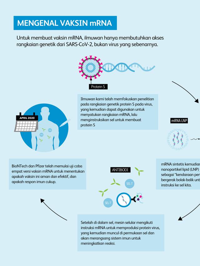 Infografis Pfizer vaksin mRNA Covid-19