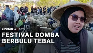 Festival Domba Berbulu Tebal