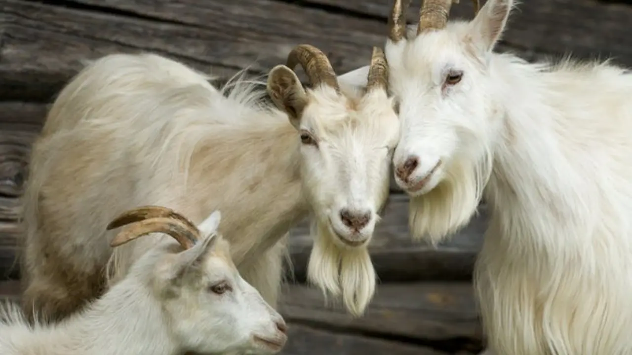 Dianggap Tak Becus Bekerja, 75 Kambing Dipecat  