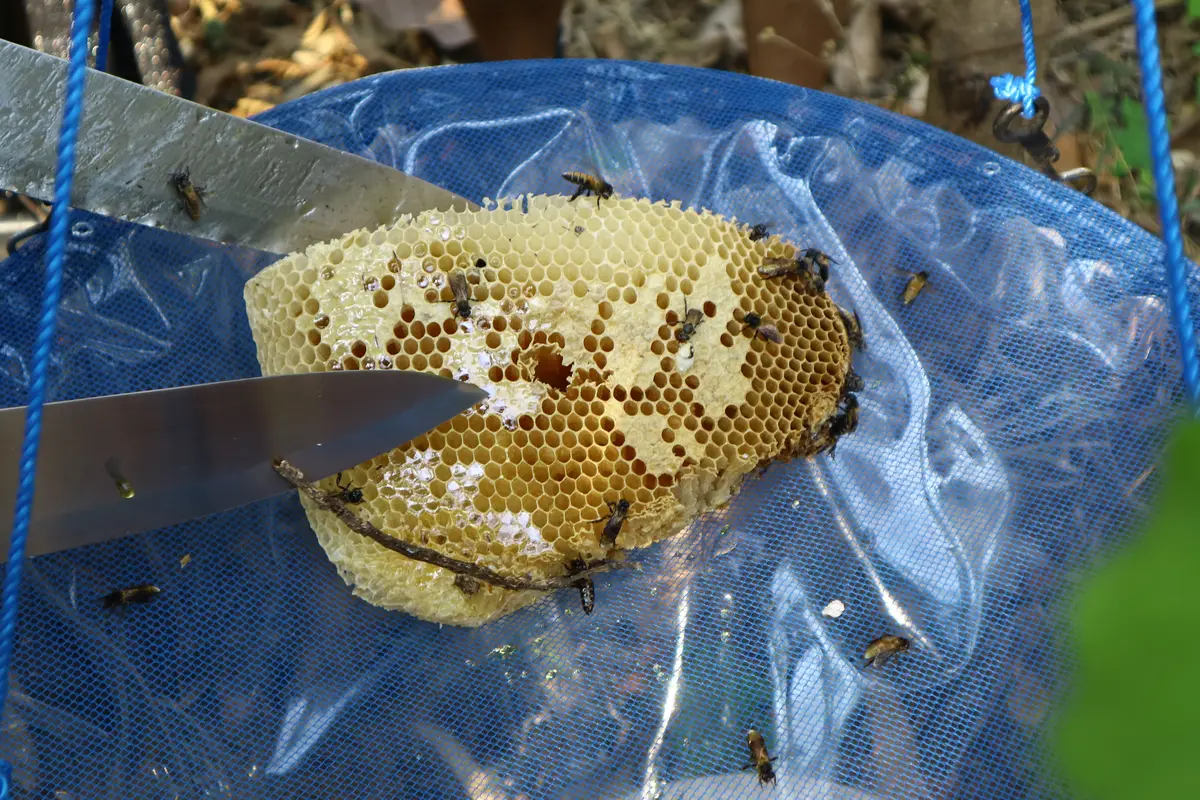 [Fimela] Panen Madu Hutan Flores