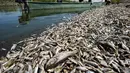 Para nelayan berdiri di atas perahu sambil memeriksa ribuan ikan mati yang mengambang di tepi sungai Amshan, yang mengambil airnya dari sungai Tigris, di kegubernuran Maysan, Irak tenggara, pada tanggal 3 Juli 2023. (Asaad NIAZI / AFP)