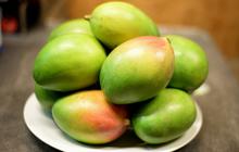 Kulit Mangga Bisa Jadi Pupuk Kompos? Begini Cara Mengolahnya agar Tidak Mudah Bau