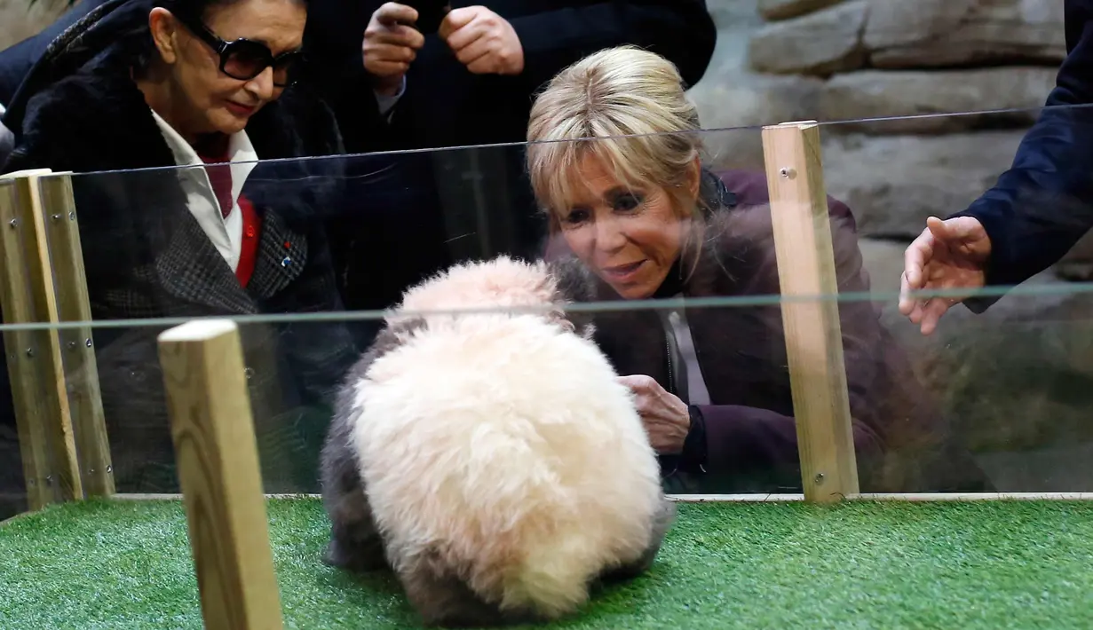 Ibu negara Prancis, Brigitte Macron saat melihat panda Yuan Meng di Kebun Binatang Beauval, Prancis (4/11). Saat ini Yuan Meng memiliki berat 4 kg. (AP Photo/Thibault Camus, Pool)