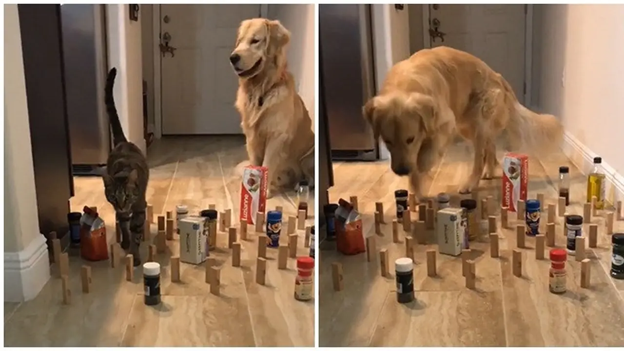 7 Aksi Kucing dan Anjing Lakukan 'Cat Vs Dog Challenge' Ini Bikin Senyum Sendiri