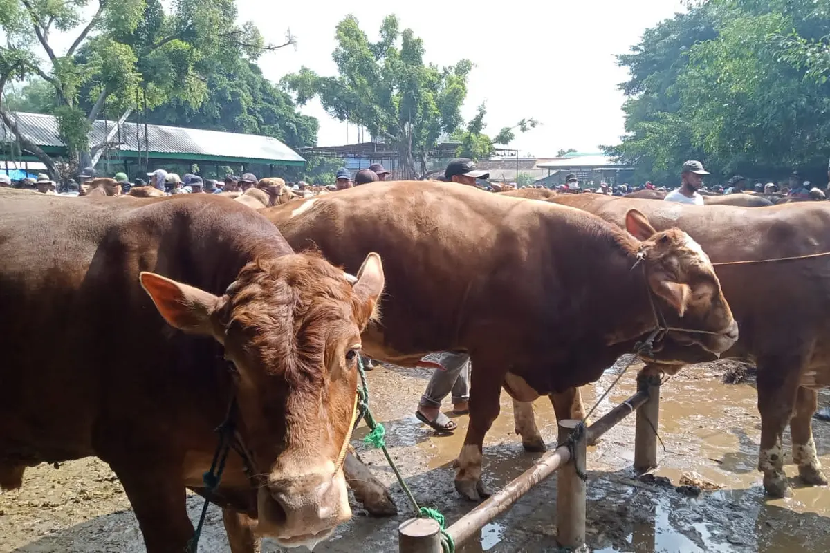 PMK makin merebak di Tuban. (Adirin/Liputan6.com).