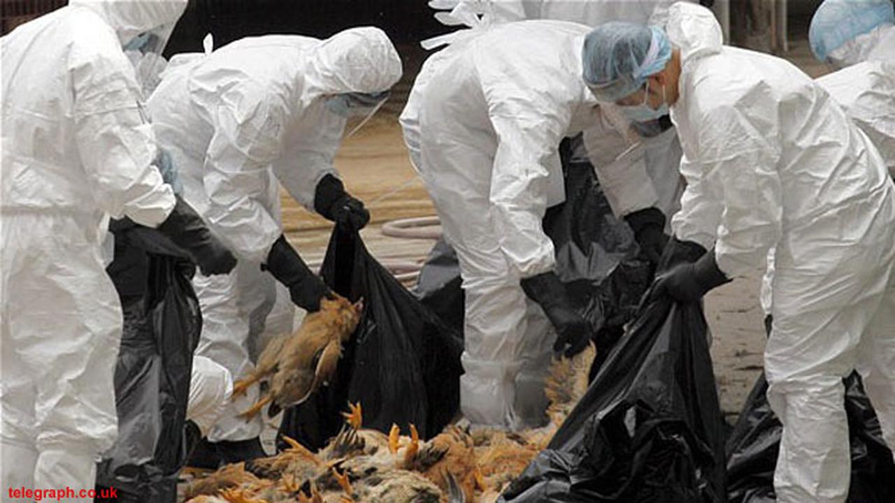 china-musnahkan-unggas-flu-burung-130406