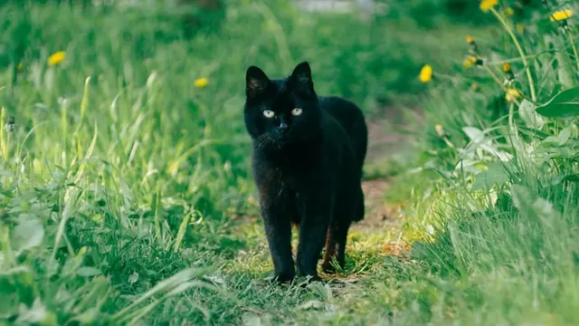 Ilustrasi kucing