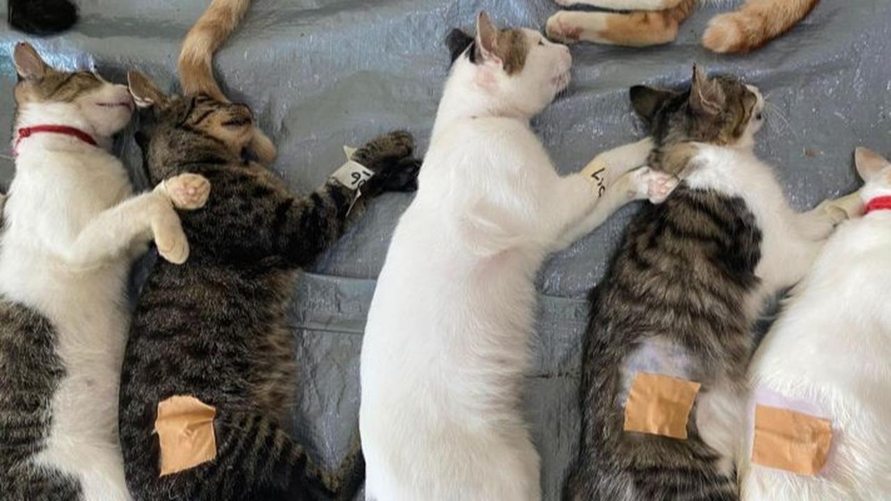 10 Cara Mudah Mengusir Kucing Liar dari Rumah Tanpa Bikin Stres