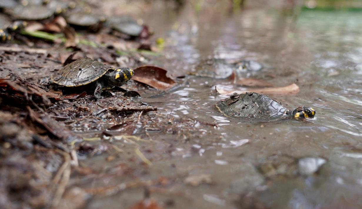 Kura-kura sungai berbintik kuning (podocnemis unifilis) dilepasliarkan di Sungai Iguapo-Acu, Beruri, Negara Bagian Amazonas, Brasil, pada tanggal 7 Februari 2025. (Orlando Junior/AFP)