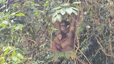 Saat Hutan Terbakar, ke Mana Orangutan Harus Pergi?