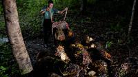 Seorang pekerja menurunkan cangkang kelapa sawit dari gerobak dorong di perkebunan kelapa sawit di Sampoiniet, provinsi Aceh (7/3/2021). Kelapa sawit merupakan tanaman perkebunan yang memiliki produksi terbesar di Kabupaten Aceh. (AFP Photo/Chaideer Mahyuddin)