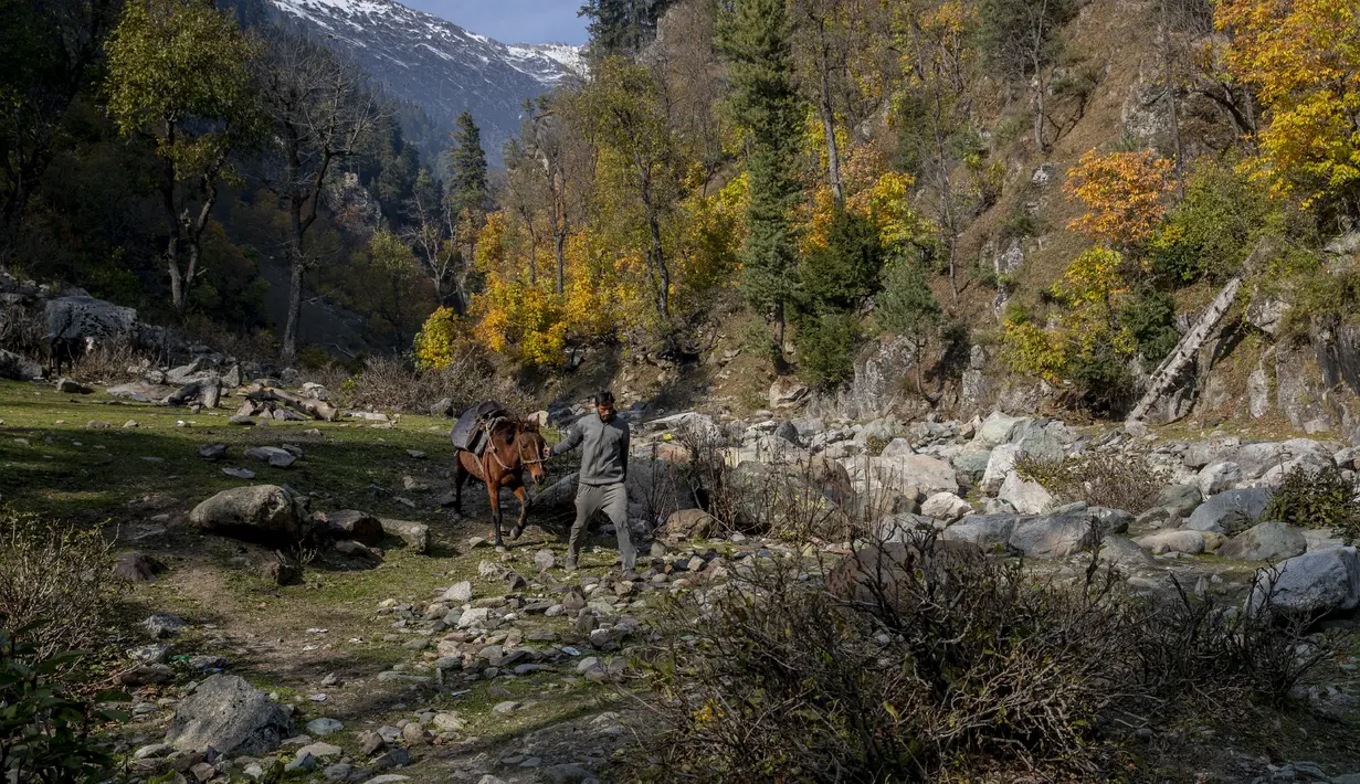 Seorang pria Kashmir memandu kudanya yang digunakan untuk perjalanan wisata di Naranag, utara Srinagar, Kashmir yang dikuasai India, Minggu (31/10/2021). Tempat wisata ini terkenal karena padang rumput, danau, dan pegunungannya yang indah. (AP Photo/Dar Yasin)