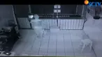Minimarket juga jadi sasaran perampok. Di kawasan Utan Kayu, Jakarta Timur, aksi pelaku perampkan terekam CCTV.