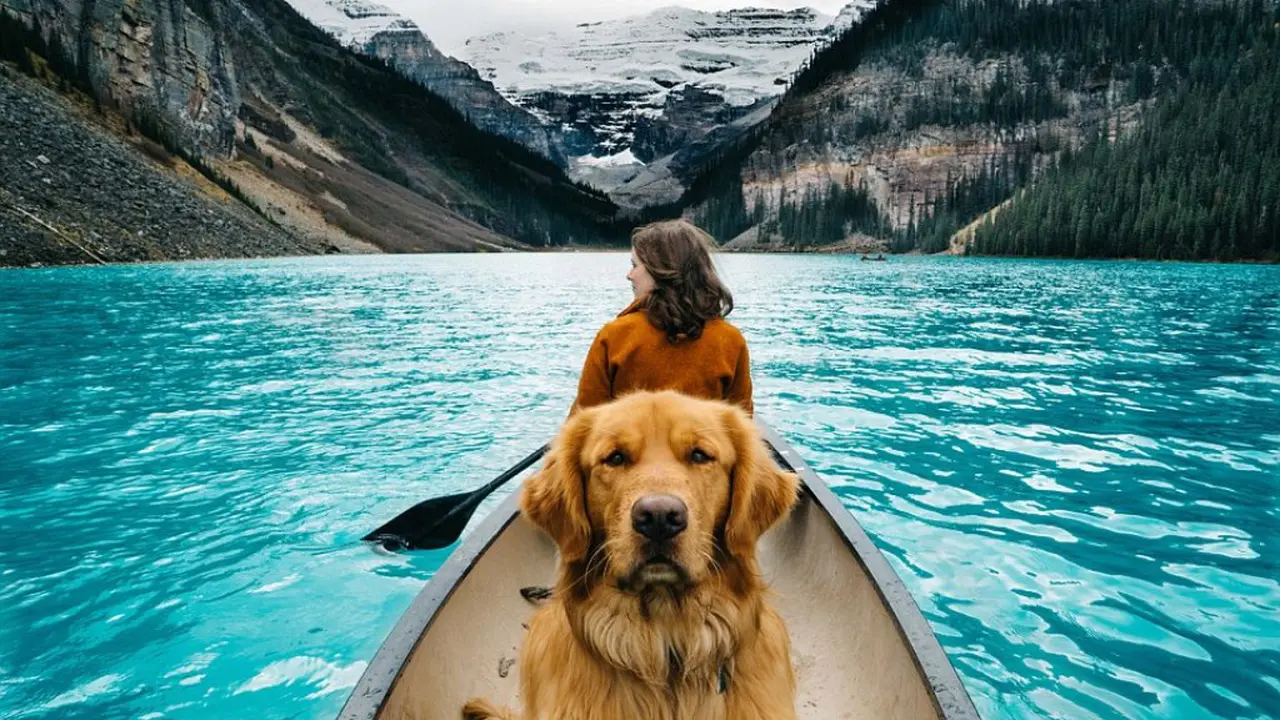 'Traveling' ke Kanada, Anjing Ini Curi Perhatian di Instagram