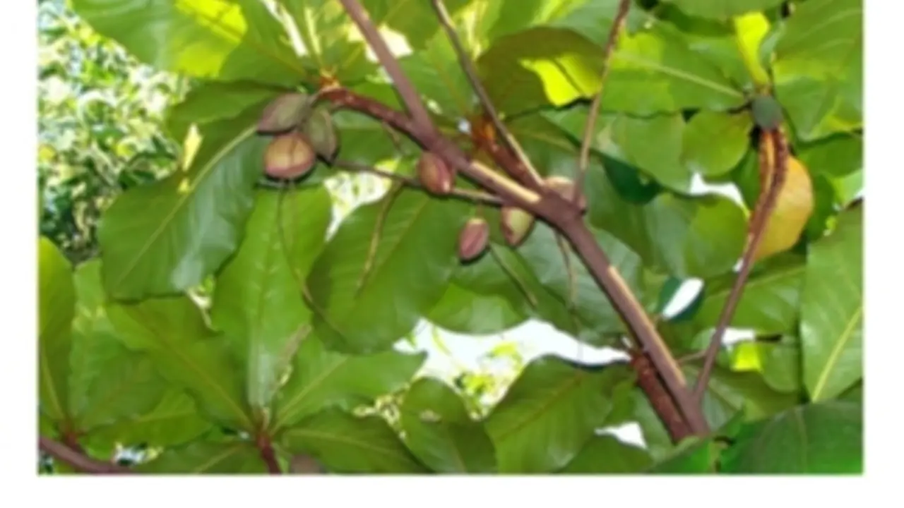 Daun ketapang/dlh.probolinggokab.go.id