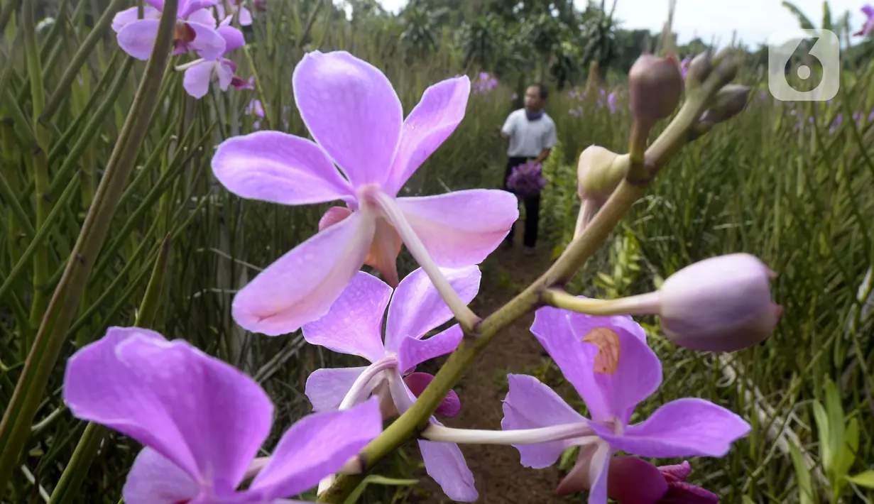 Penampakan bunga anggrek Vanda Douglas di Kota Tangerang Selatan, Banten, Jumat (4/12/2020). Jelang Natal dan Tahun Baru pada masa pandemi COVID-19, permintaan bunga anggrek Vanda Douglas mulai meningkat. (merdeka.com/Dwi Narwoko)