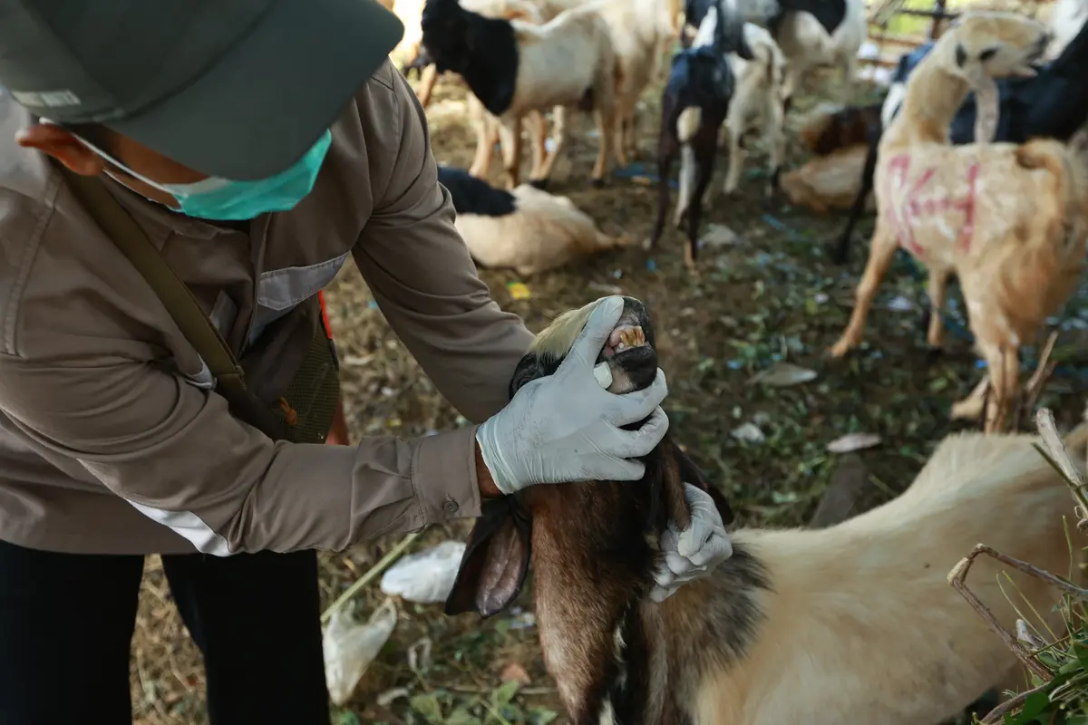 Petugas Dinas Pertanian Banyuwangi memeriksa hewan kurban  yang dijual para pedagang (Istimewa)