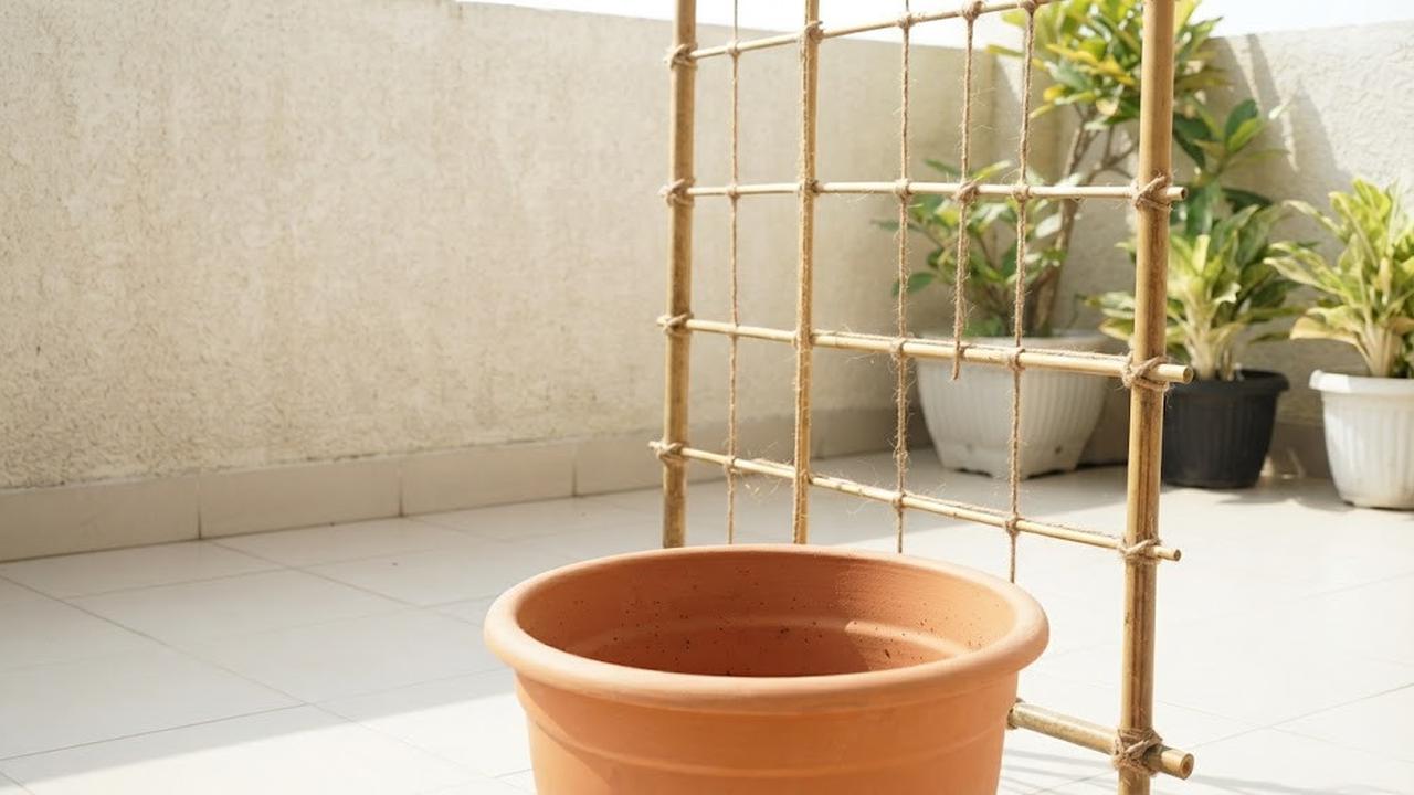 Cara Menanam Pare Rambat di Teras Rumah