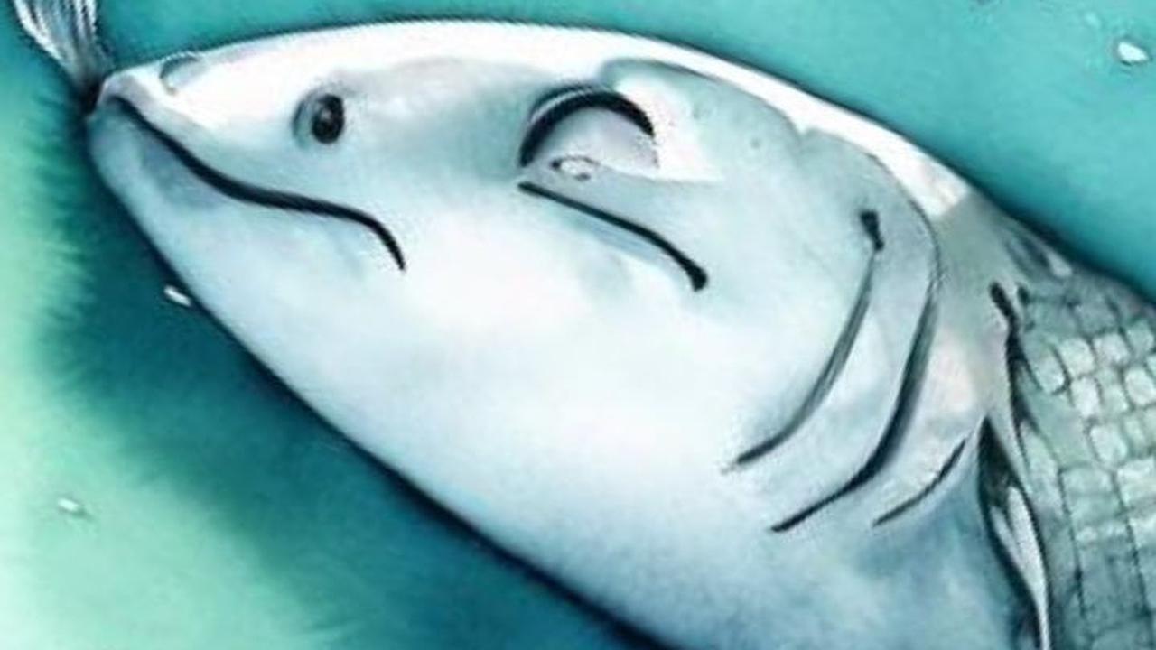 Alasan Mengapa Ikan Tidurnya Melek, Ini Penyebabnya