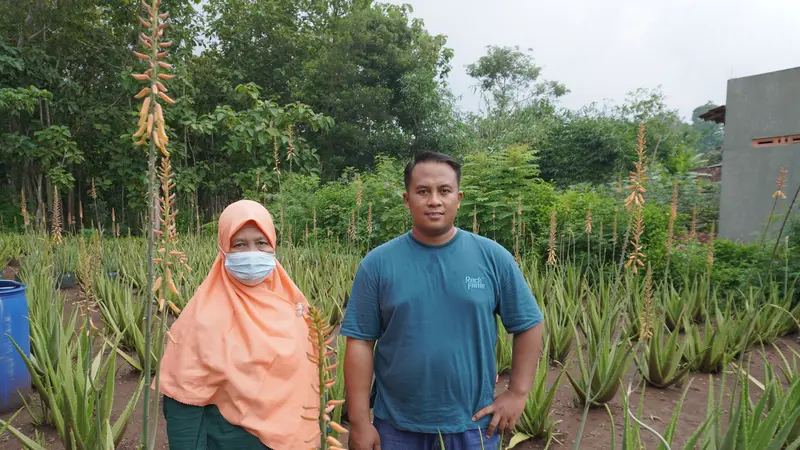 Sumarni (53) dan anaknya Alan Efendhi (35) merintis pertanian aloe vera pertama di Gunungkidul