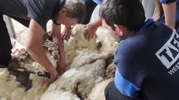 Juara pencukur bulu domba di Australia, Ian Elkins saat mencukur bulu domba liar yang ditemukan tersesat di Canberra, Rabu (3/9/2015). Menurut RSPCA, bulu yang dicukur dari domba tersebut beratnya adalah 40,45 kg. (REUTERS/RSPCA)