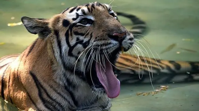 Jumlah harimau meningkat di India, tetapi habitatnya menyusut dan mangsanya tidak selalu berlimpah, kata para pakar.