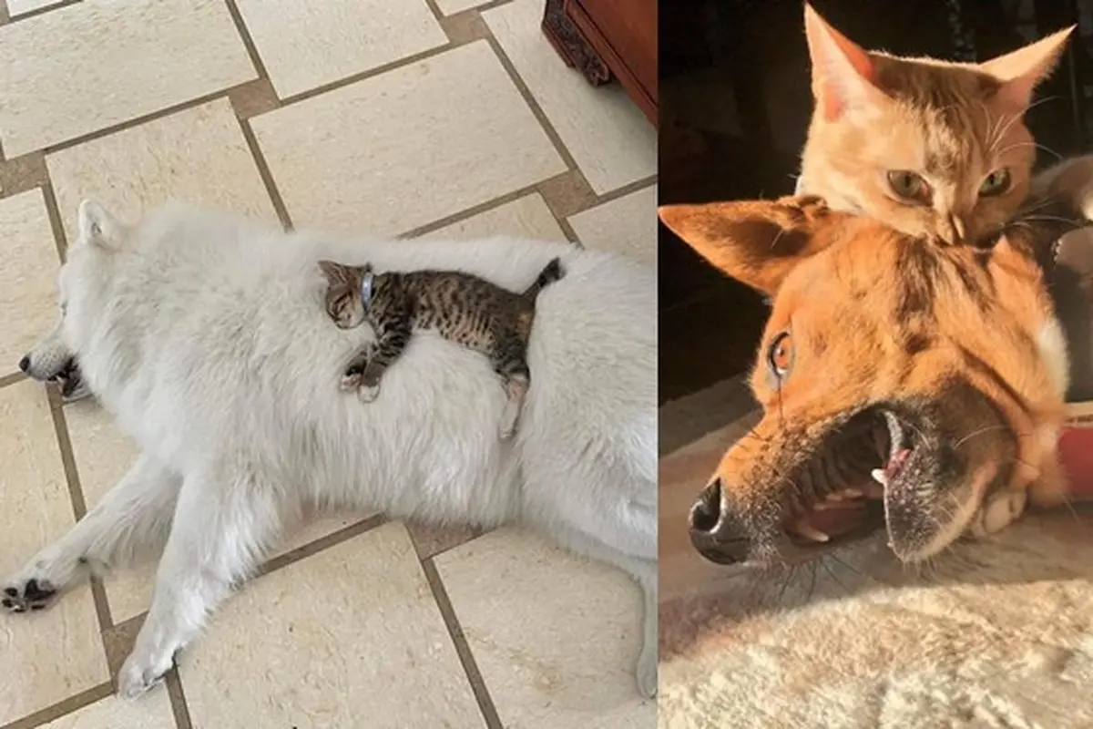 6 Potret Persahabatan Kucing dan Anjing, Ekspresinya Lucu