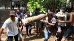 Petugas membawa harimau yang lepas dari kandang di Kebun Binatang Taman Marga Satwa Mangkang, Semarang, Jawa Tengah, Rabu (5/12). Dua harimau lepas dari kandangnya di Kebun Binatang Taman Marga Satwa Mangkang. (Liputan6.com/Gholib)