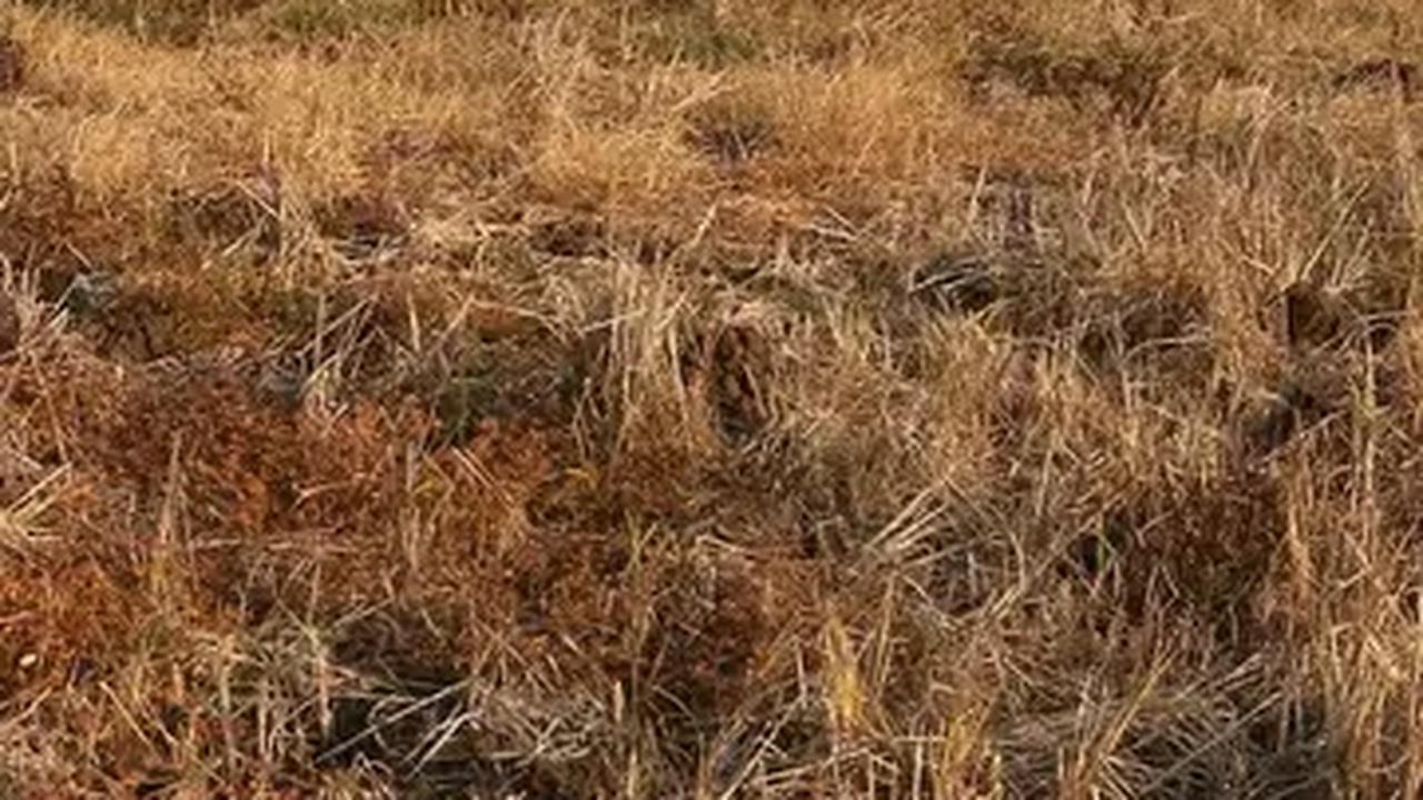 Kementan Salurkan Bantuan 2,3 Ton Pangan untuk Masyarakat Papua Terdampak Cuaca Ekstrem
