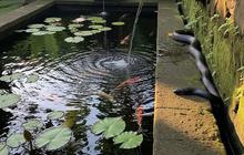 Benarkah Kolam Ikan Bisa Mengundang Ular? Ini Penjelasan dan Faktanya