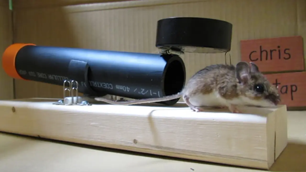 Cara Mudah Bikin Perangkap Tikus Sederhana Tanpa Membunuhnya