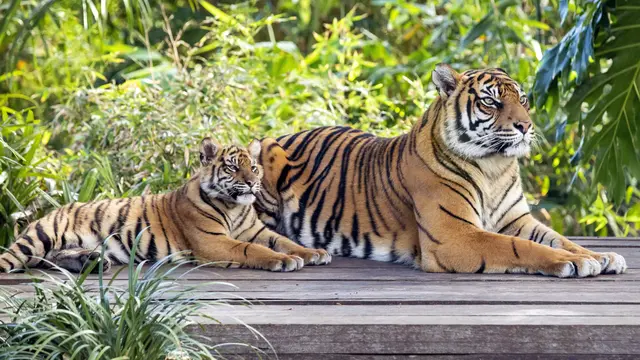 Harimau Sumatera Melahirkan di Sydney