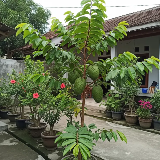 9 Tanaman Buah yang Bisa Berbuah Tanpa Pupuk Kimia, Cocok untuk Kebun Rumah
