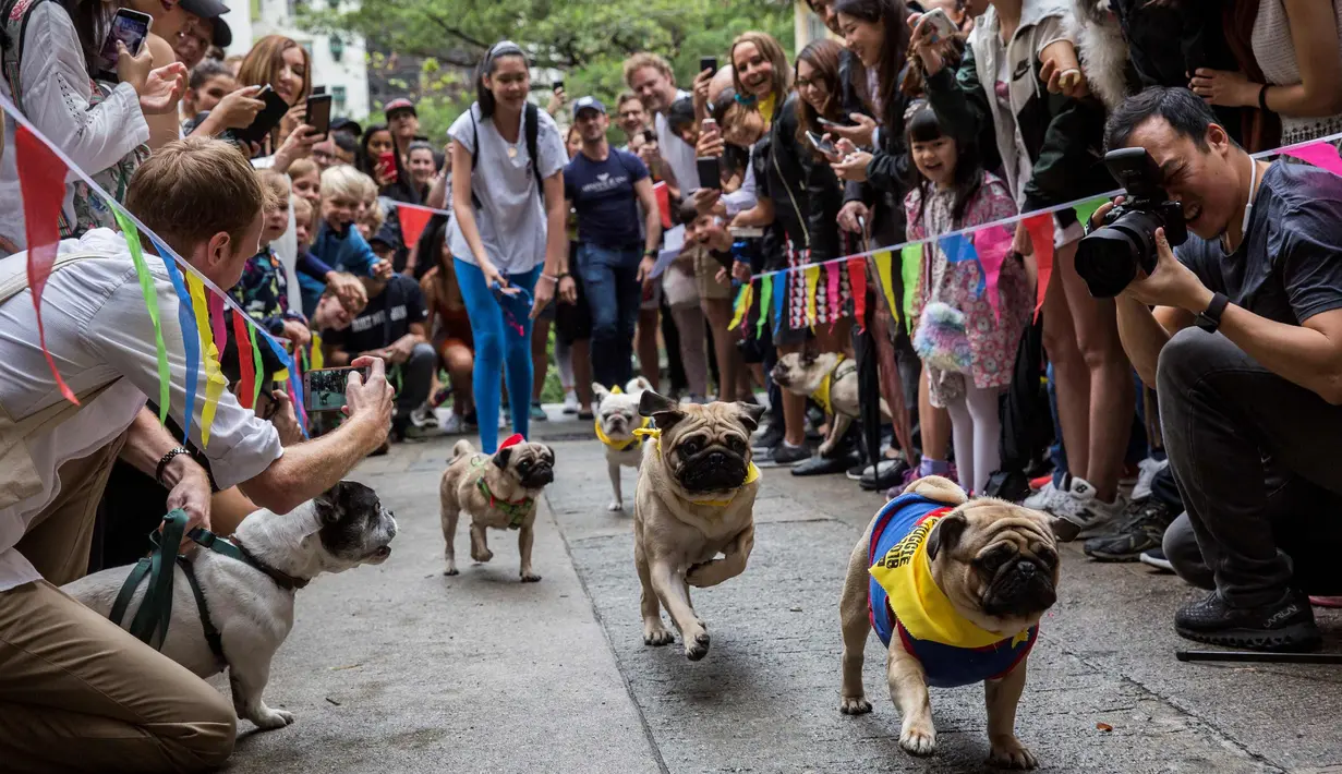 Sejumlah anjing saat bersaing dalam "HK Doggie Dash 2018" di Hong Kong (15/4). Perlombaan ini diadakan untuk mengumpulkan uang bagi anjing yang telah diterlantarkan dan diselamatkan. (AFP Photo/Isaac Lawrence)