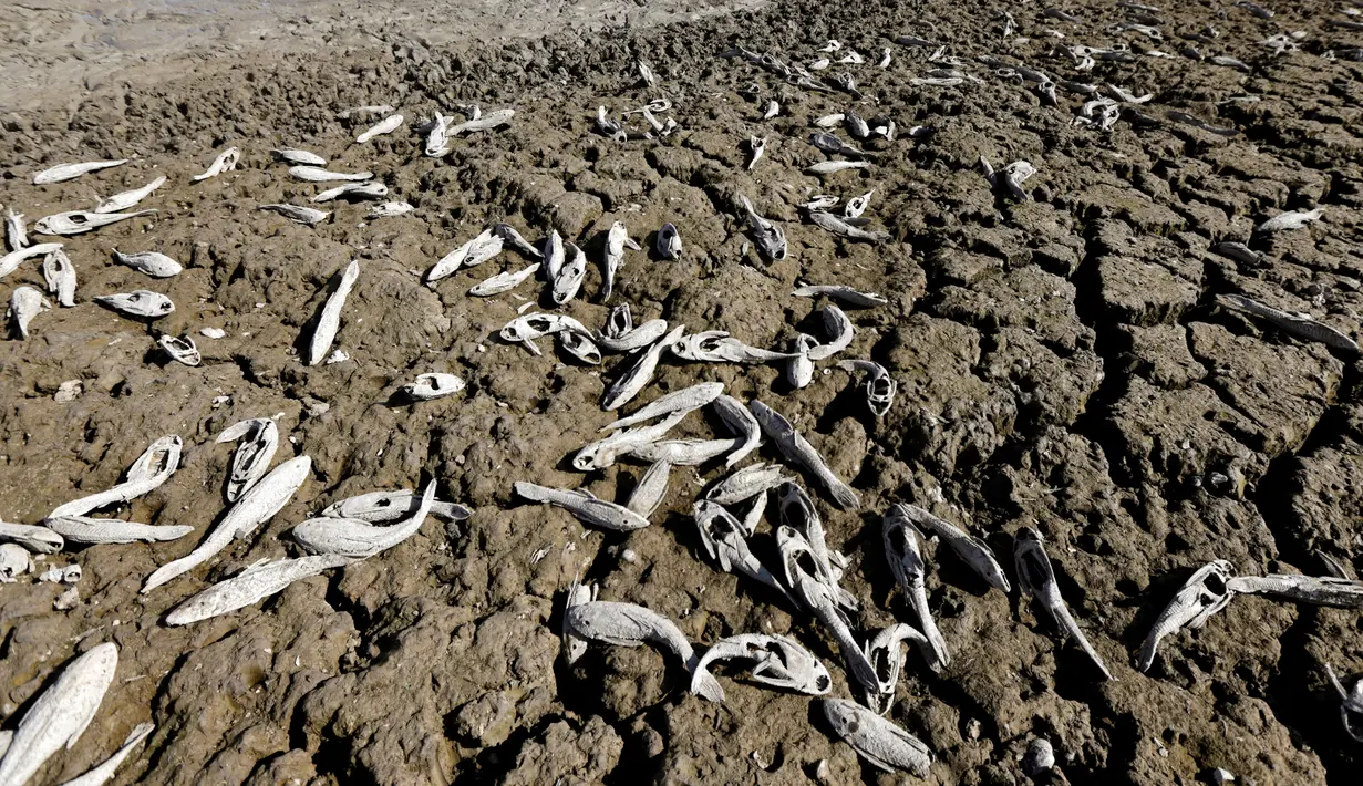 Sejumlah ikan mati akibat kekeringan yang melanda sungai Pilcomayo, Boqueron, perbatasan Paraguay dan Argentina, (3/7). Daerah ini sedang menghadapi musim kekeringan terburuk dalam dua dekade terakhir. (REUTERS / Jorge Adorno)