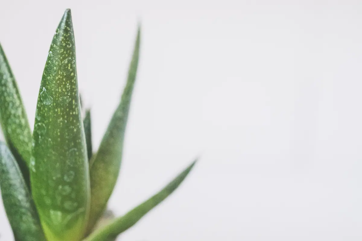 [Fimela] Aloe vera