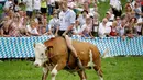 Seorang petani, Michael Winterholler menaiki sapinya bernama Bobby saat ikut ambil bagian dalam lomba balapan sapi tradisional di Desa Bavarian, dekat Danau Starnberg, Jerman, Minggu (28/8). (AP Photo/Matthias Schrader)